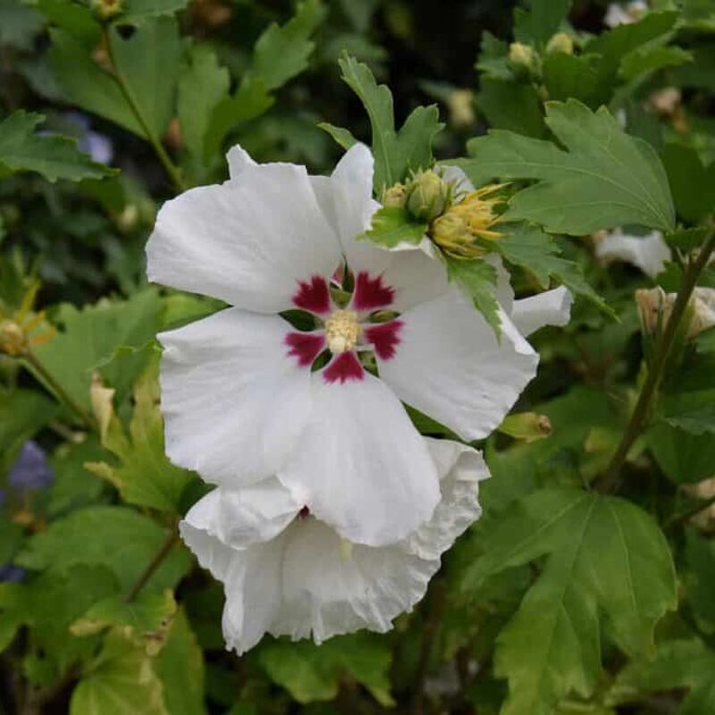 Hibiscus syriacus 'Red Heart' 100-125 cm